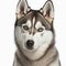 Ravishing adorable siberian husky dog portrait on white isolated background.