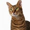 Ravishing adorable toyger cat portrait on white isolated background.