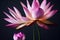 Ravishing blossom pink lotus flower with realistic detail illustration.