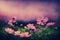 Ravishing closeup flower scenery in natural landscape with starry night sky.