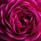 A ravishing closeup of a magnificent magenta rose its soft petals radiating warmth. Trendy color of 2023 Viva Magenta
