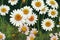 Ravishing closeup white daisy flower bouquets in meadow field during springtime.