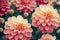 Ravishing digital illustration of blossom dahlia flowers garden.