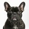 Ravishing French bulldog with curious face portrait on white isolated background