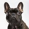 Ravishing French bulldog with curious face portrait on white isolated background