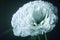 Ravishing macro closeup pink carnation flower with realistic detail.