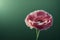 Ravishing macro closeup pink carnation flower with realistic detail.