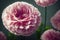 Ravishing macro closeup pink carnation flower with realistic detail.