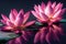 Ravishing pink waterlily floating on water with realistic detail blossom.