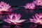 Ravishing pink waterlily floating on water with realistic detail blossom.