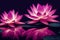 Ravishing pink waterlily floating on water with realistic detail blossom.