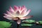 Ravishing pink waterlily floating on water with realistic detail blossom.