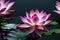Ravishing pink waterlily floating on water with realistic detail blossom.