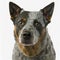 Ravishing realistic Australian blue heeler portrait in white isolated background