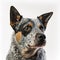 Ravishing realistic Australian blue heeler portrait in white isolated background