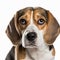 Ravishing realistic portrait beagle dog on white isolated background.