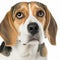 Ravishing realistic portrait beagle dog on white isolated background.