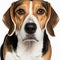 Ravishing realistic portrait beagle dog on white isolated background.