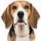 Ravishing realistic portrait beagle dog on white isolated background.