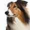 Ravishing rough collie portrait on white background.