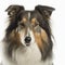 Ravishing rough collie portrait on white background.