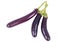 Raw asian long eggplant vegetable