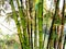 Raw bamboo stock on the firm for harvest and sell - agriculture and industry