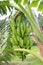 raw banana bunch on tree in firm
