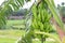 raw banana bunch on tree in firm