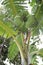 Raw banana MUSACEAE of tropical fruit (Teppanom) on tree.