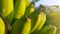 Raw bananas, agribusiness types with good economic value