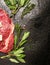 Raw beef meat with fresh herbs on dark stone background, top view