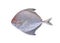 Raw black pomfret fish on white background