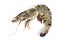 Raw black tiger shrimp