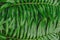 raw bracken greenery forest pattern background