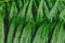 raw bracken greenery forest pattern background