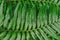 raw bracken greenery forest pattern background