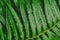 raw bracken greenery forest pattern background