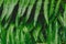 raw bracken greenery forest pattern background