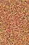 Raw buckwheat groats background, dry cereal seeds, large vertical detailed textured macro closeup abstract grain texture pattern