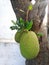 Raw bunch of jackfruit fruit. Artocarpus heterophyllus