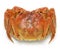 Raw chinese mitten crab, shanghai hairy crab
