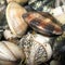 Raw Clams closeup