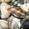 Raw Clams closeup