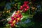 Raw coffee beans close up blur background