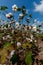 Raw Cotton Growing in a Cotton Field.