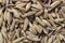 Raw dry fennel seeds, spice for cooking, baking and flavouring desserts. Background for desing about gastronomy and cuisine.