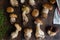 Raw edible penny bun porcini mushrooms on rustic dark wooden background