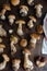 Raw edible penny bun porcini mushrooms on rustic dark wooden background