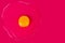 Raw egg with yellow yolk on bright pink background top view close up, uncooked broken egg on red backdrop, art Easter banner